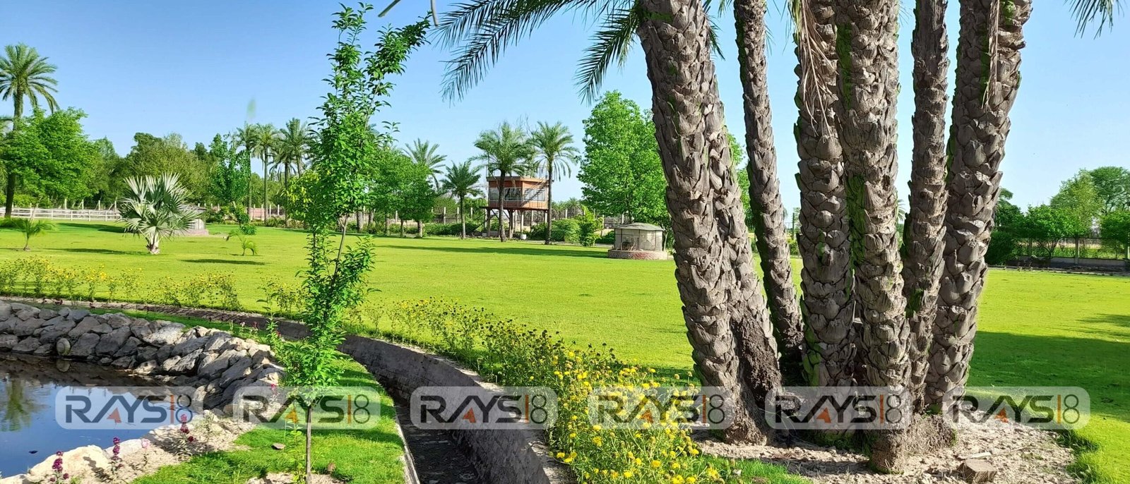 Rays-010